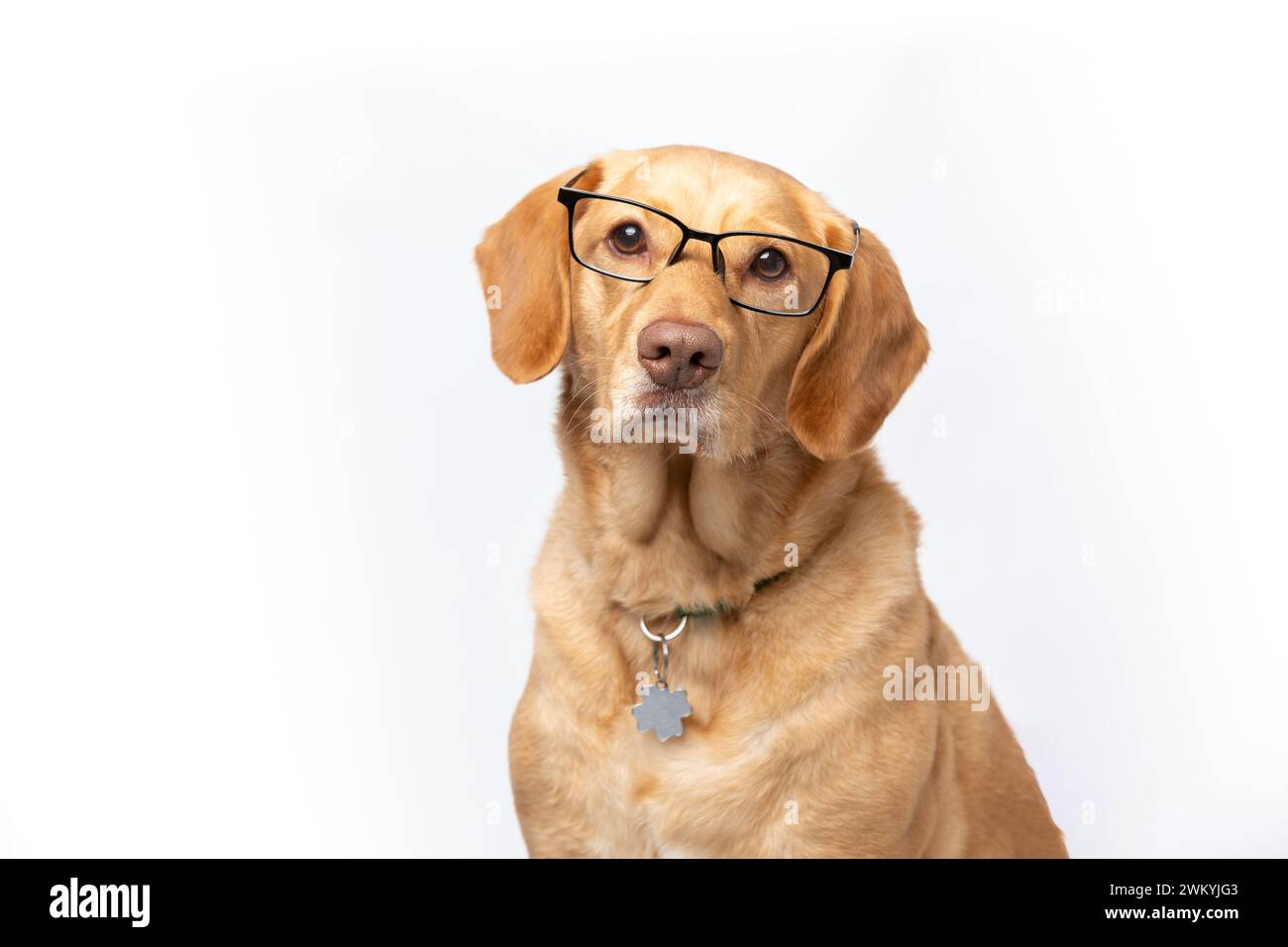 Primo piano: Ritratto orizzontale in studio di retriever labrador con occhiali trasparenti che sembrano seri. ripresa su sfondo bianco. Il cane bree Foto Stock