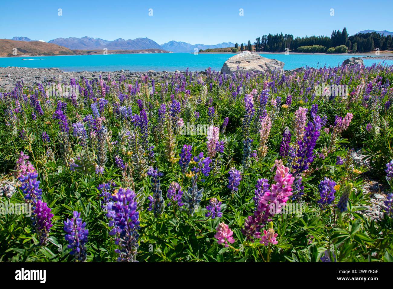 Lake Tekapo è una piccola cittadina situata all'estremità meridionale dell'omonimo lago nell'entroterra dell'Isola del Sud della nuova Zelanda. Foto Stock