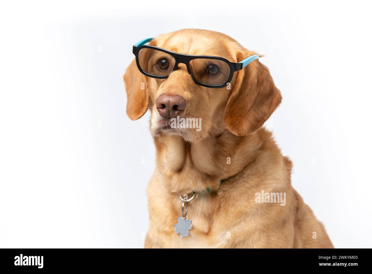 Primo piano: Ritratto orizzontale di un recuperatore che indossa occhiali da ripresa che sembra serio, girato su uno sfondo bianco. Concetto di allevamento di cani per animali domestici Foto Stock