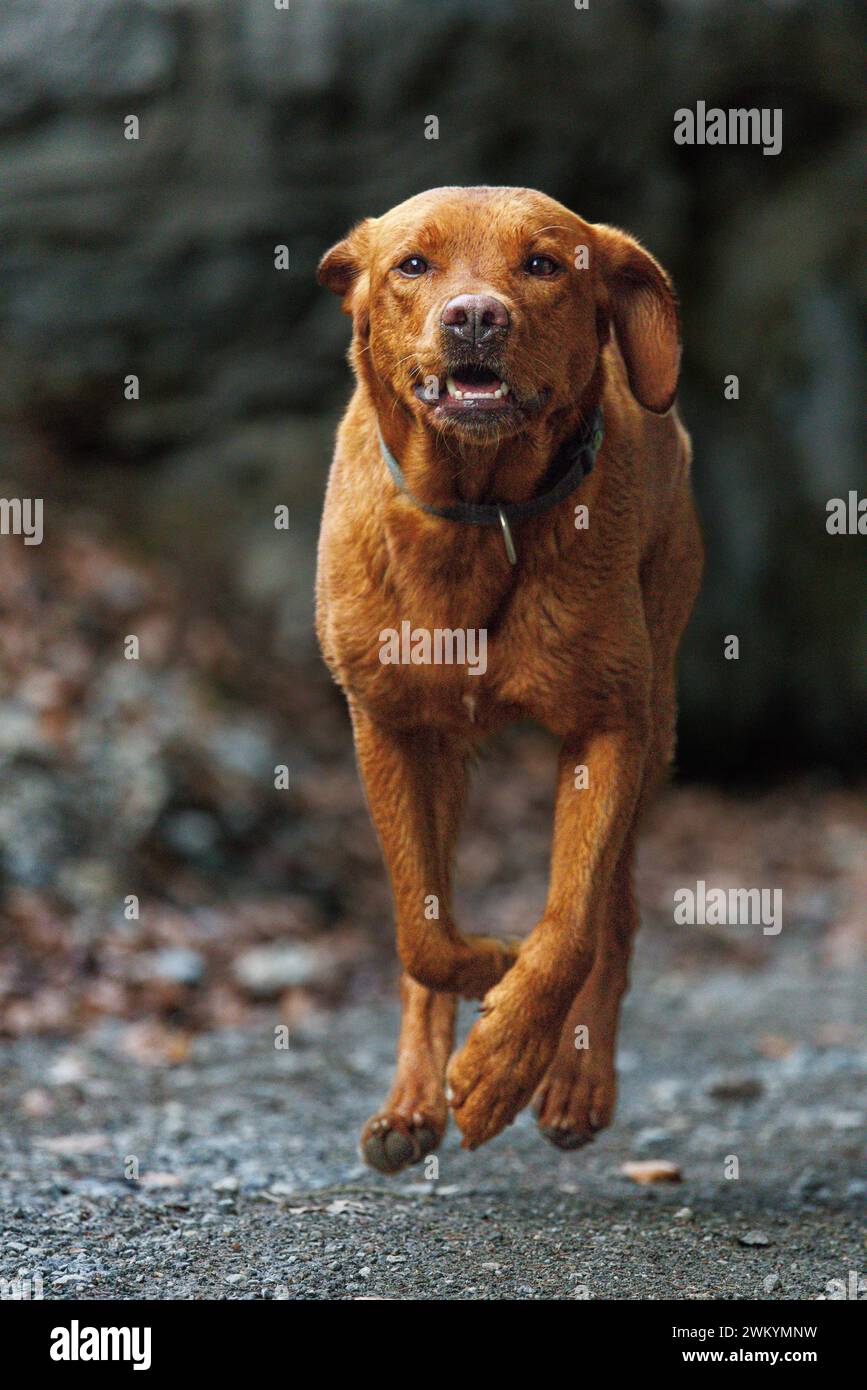 brown labrador retriever che corre all'aperto Foto Stock