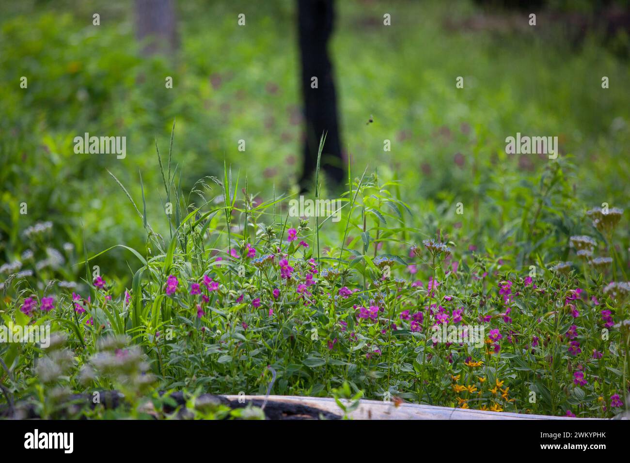 Fiori selvatici sul sentiero Stanley Lake Trail a Sawtooths Foto Stock