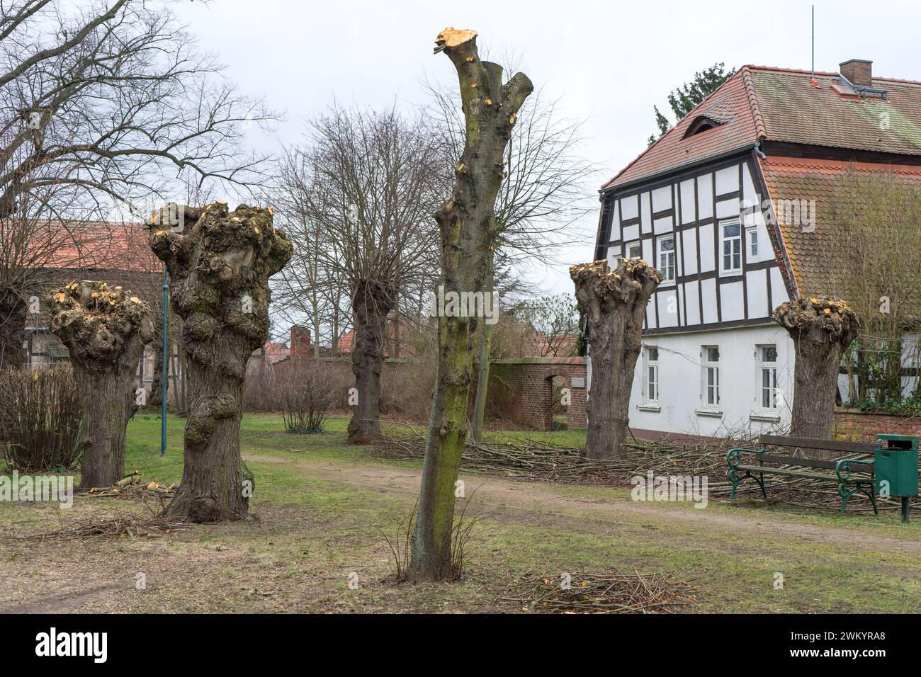 Lavori di potatura degli alberi su tigli di fronte a una casa a graticcio nell'Altmark Foto Stock