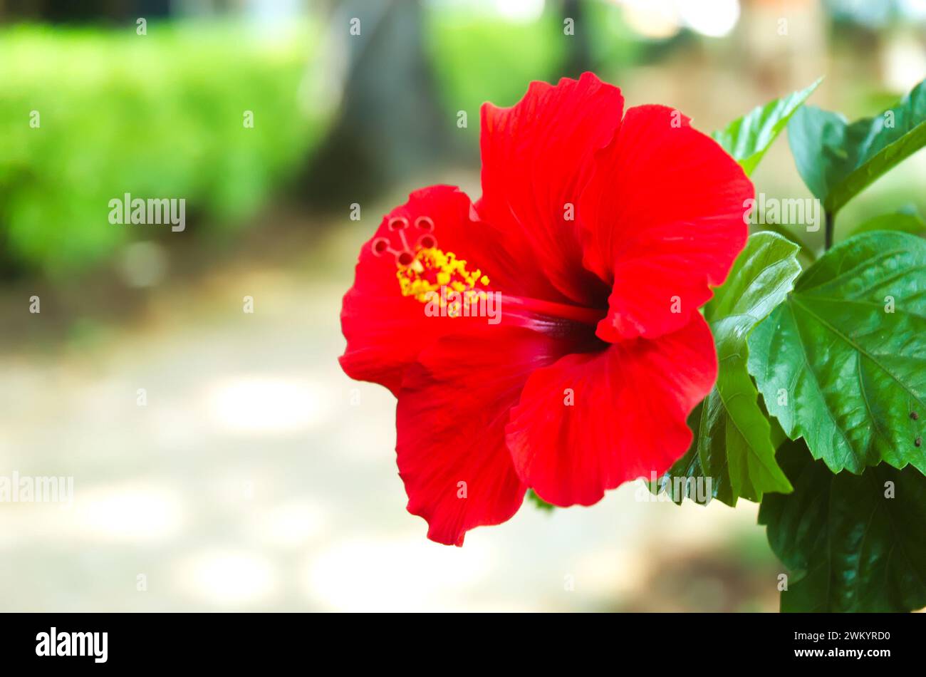 Foto macro di ibisco rosso che cresce abbondantemente nel giardino. Primo piano Foto Stock
