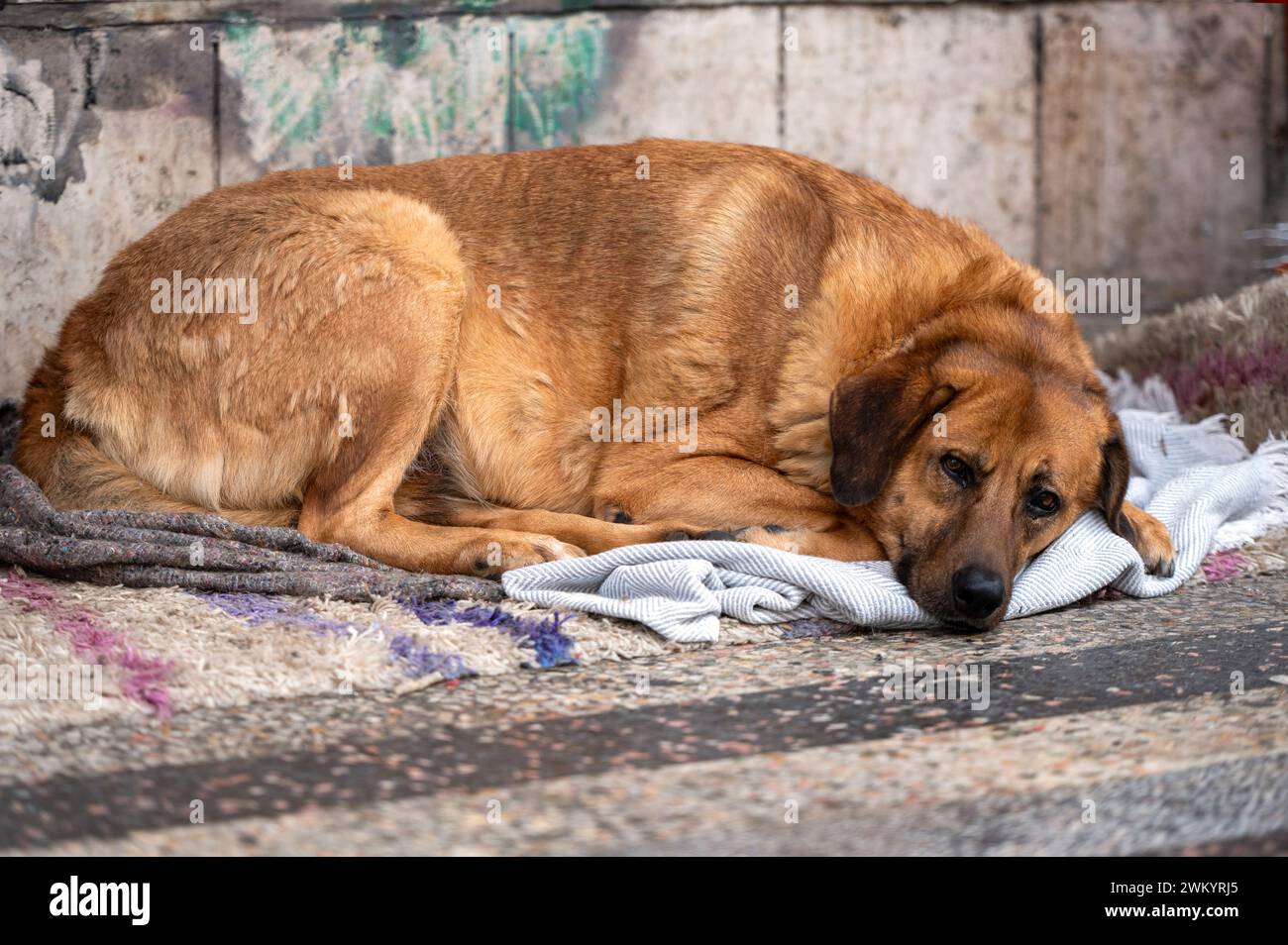 Un grande cane bruno steso a terra e che guarda davanti alla telecamera Foto Stock