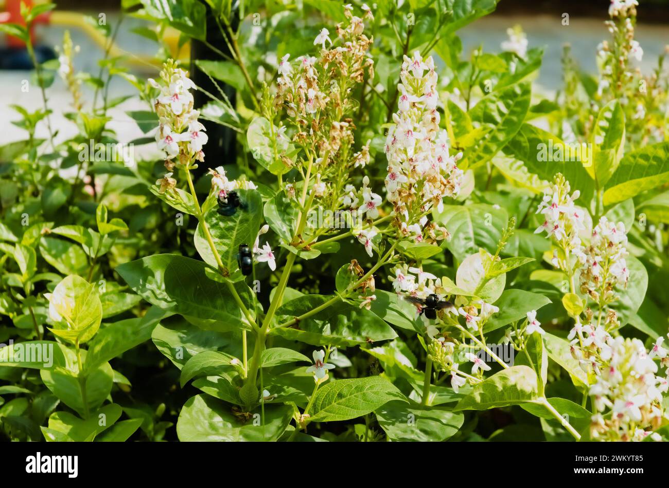 Pseuderanthemum reticulatum - gelsomino giapponese che fiorisce nel giardino pieno di api. Foto Stock