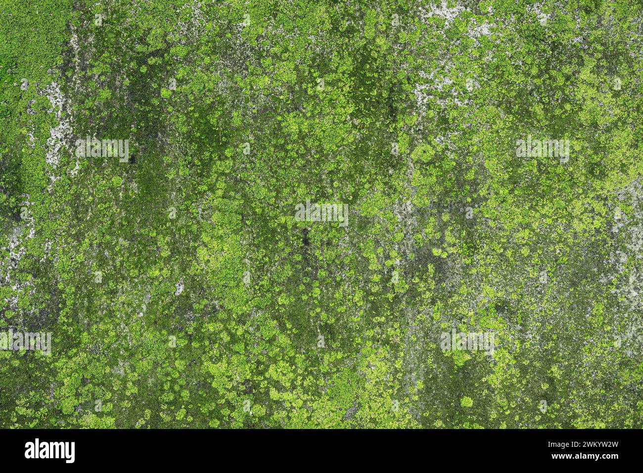 Muschio verde, licheni sulle pareti dell'edificio dopo la stagione delle piogge come texture o sfondo Foto Stock