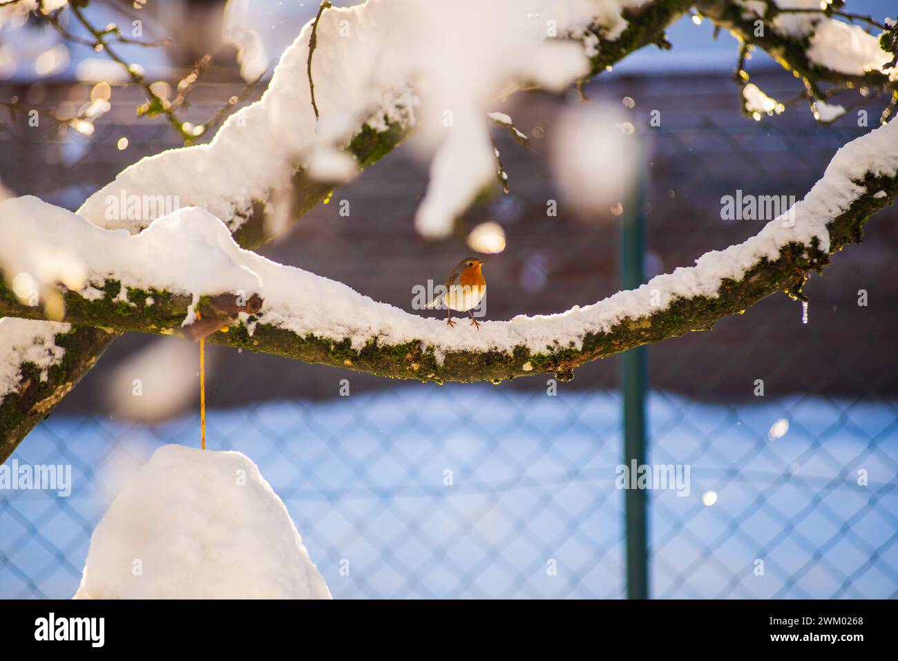 Un robin si trova su un ramo di albero innevato in un cortile in inverno. Foto Stock
