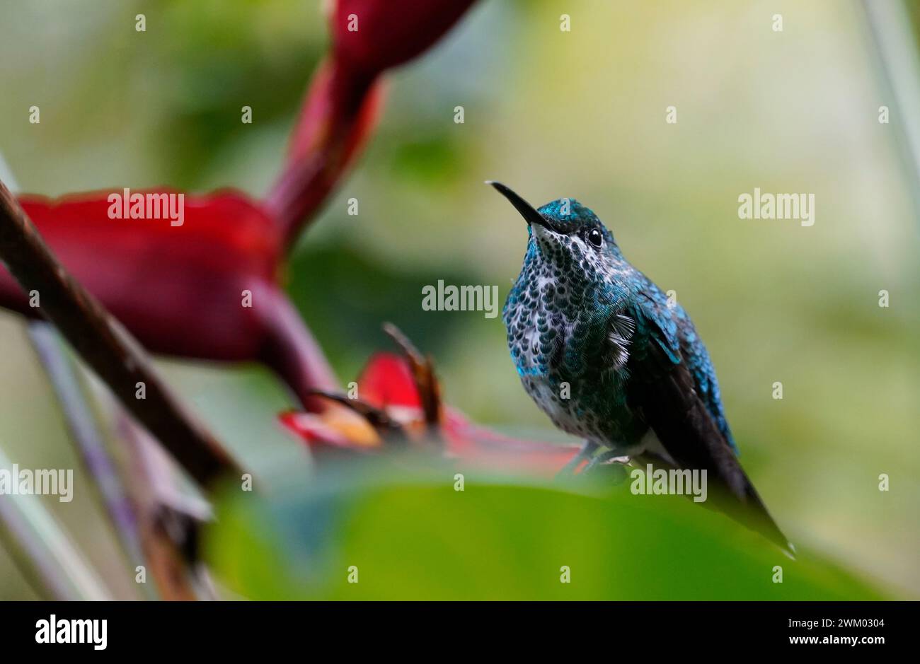 Colibrì sul fiore, sfondo verde. Monteverde, Costa Rica Foto Stock