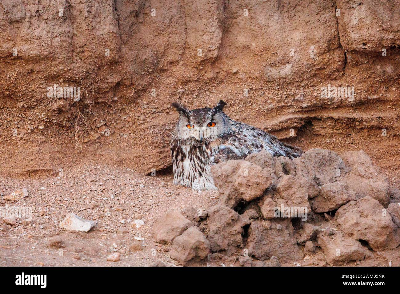 Grande gufo con corna (bubo bubo), adulti su una scogliera di argilla, steppa, Mongolia orientale, Mongolia, Asia Foto Stock