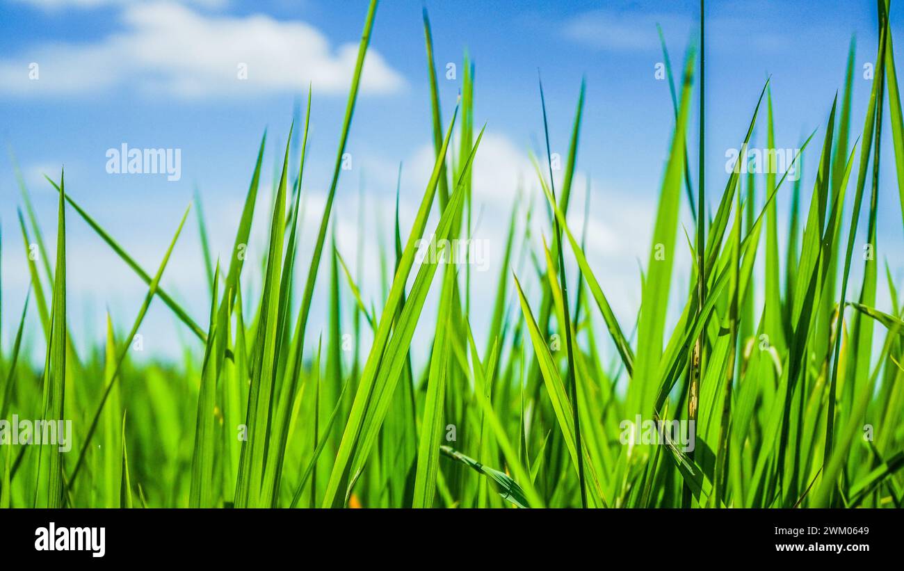 Primo piano della natura foglie di riso verde fresco Foto Stock