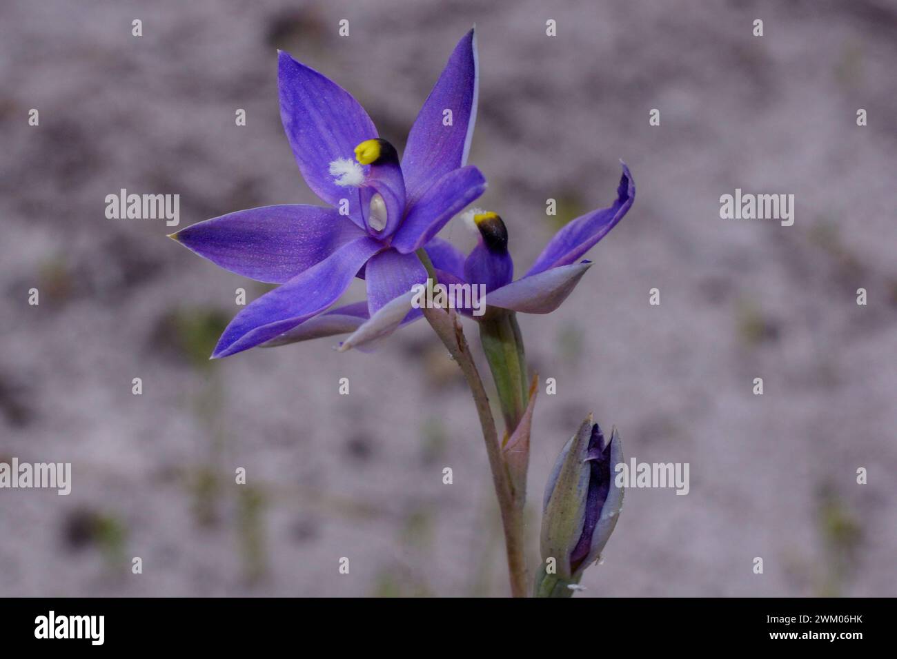 Fiore blu dell'orchidea solare profumata (Thelymitra macrophylla), nell'habitat naturale, Australia sud-occidentale Foto Stock