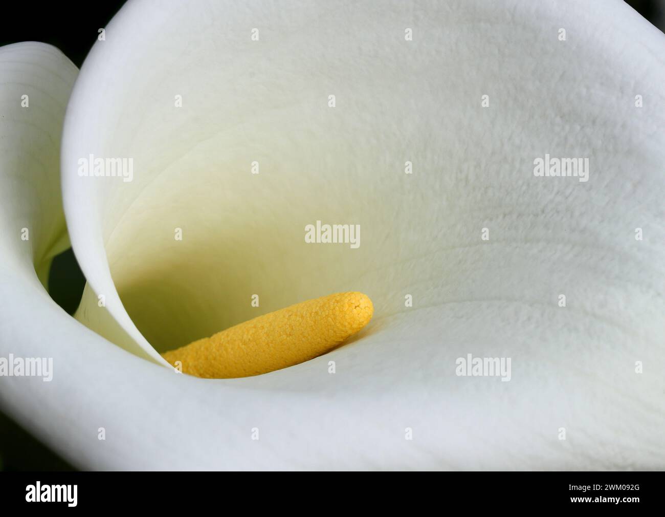 Primo piano di un giglio Calla bianco su sfondo naturale. Zantedeschia aethiopica. Concentrazione superficiale selettiva sulla resistenza. Primavera. Sintra, Portogallo. Foto Stock
