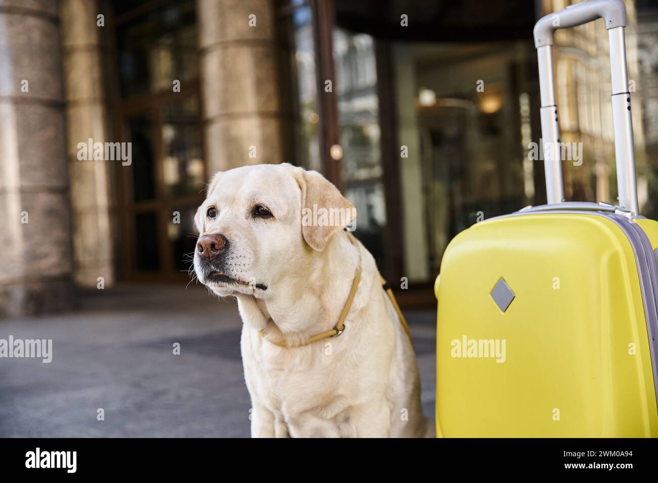 labrador seduto accanto ai bagagli gialli vicino all'ingresso dell'hotel che accetta animali domestici, concetto di viaggio Foto Stock