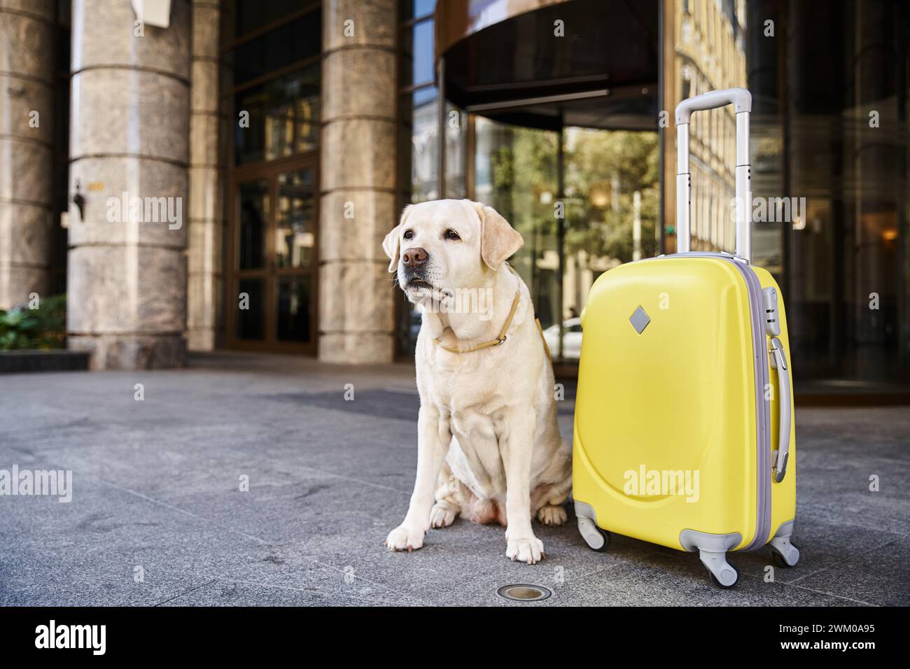 simpatico labrador seduto accanto alla valigia gialla vicino all'ingresso dell'hotel che accetta animali domestici, concetto di viaggio Foto Stock