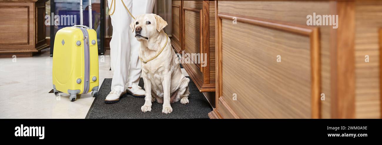 striscione corta del viaggiatore in piedi vicino al labrador, cane e bagagli alla reception dell'hotel, in cui sono ammessi gli animali domestici Foto Stock