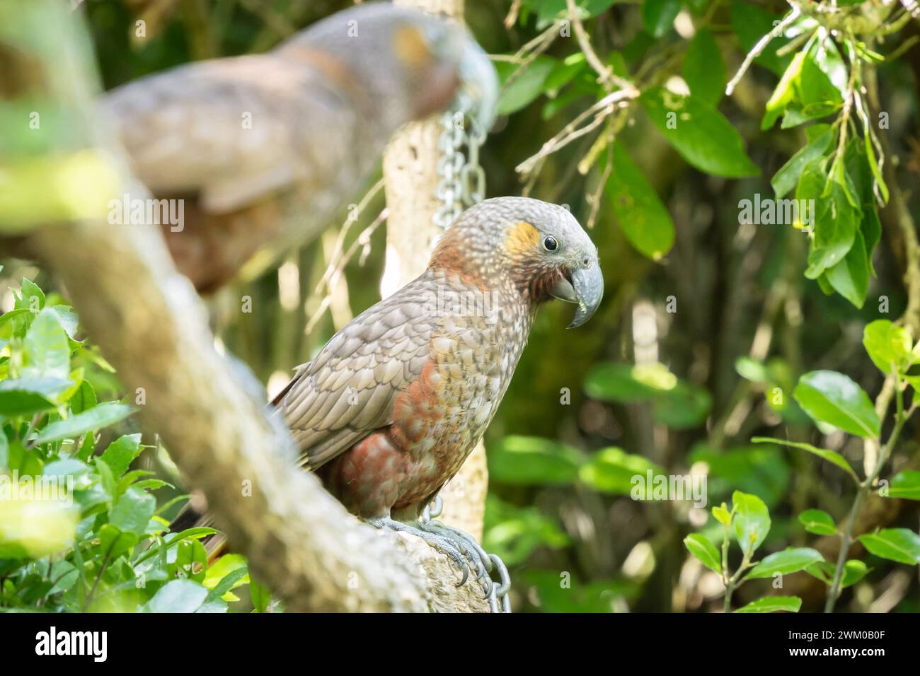 Due rari pappagalli nativi Kaka seduti sul ramo nella foresta verde, nuova Zelanda Foto Stock