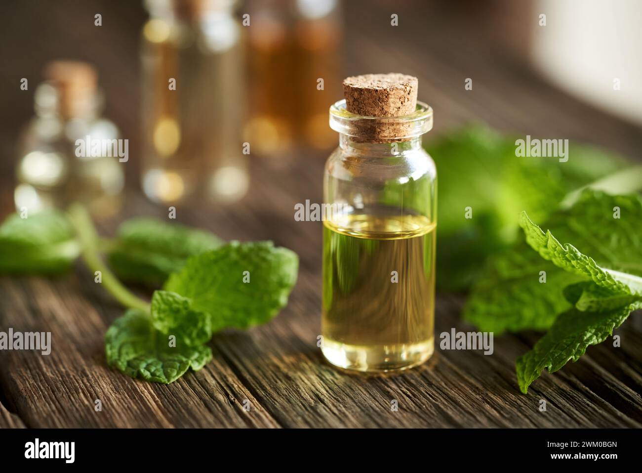 Una bottiglia trasparente di olio essenziale per aromaterapia con foglie di menta piperita fresca Foto Stock