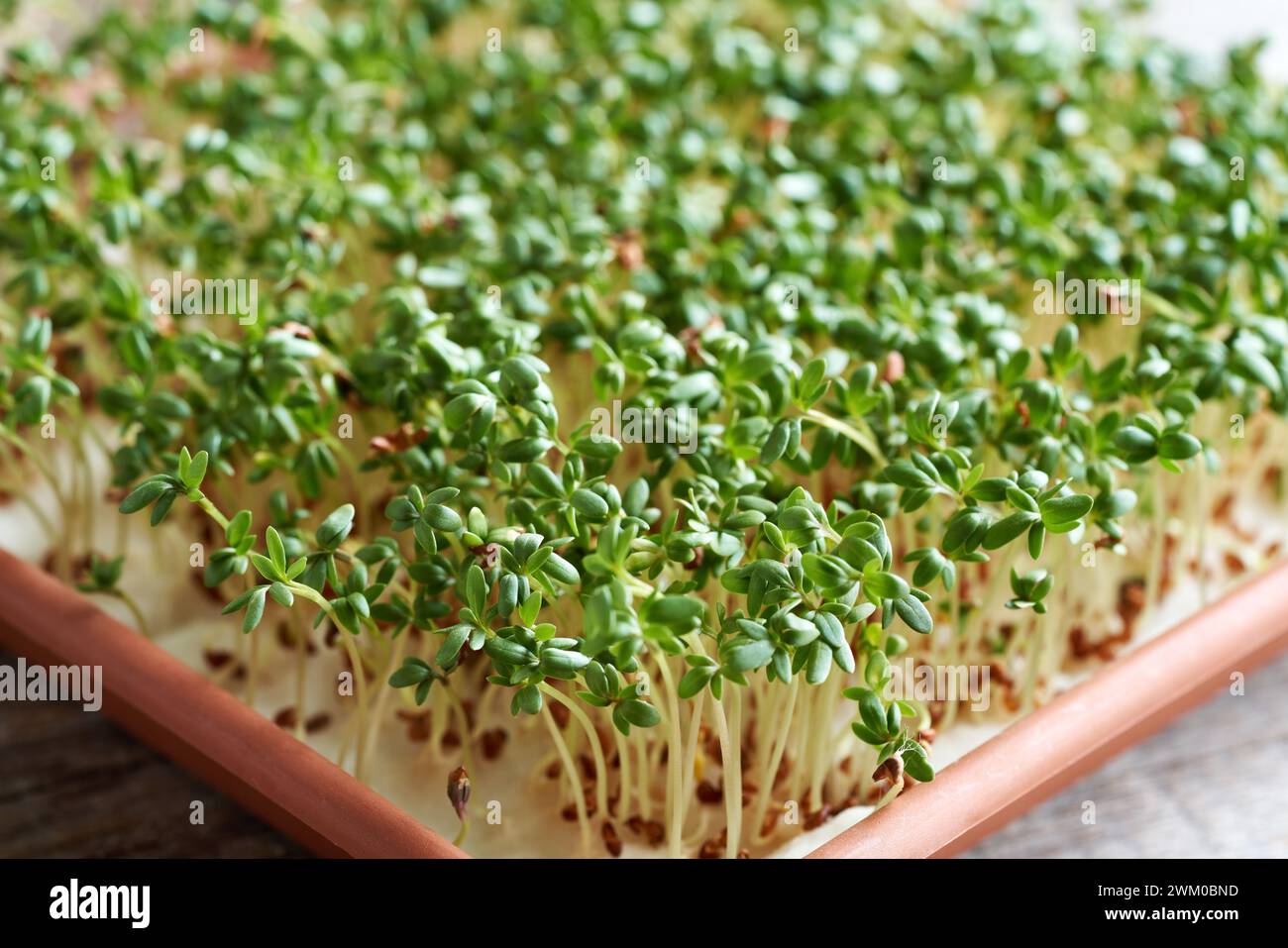 Germogli freschi o microverdi da giardino che crescono in un contenitore Foto Stock