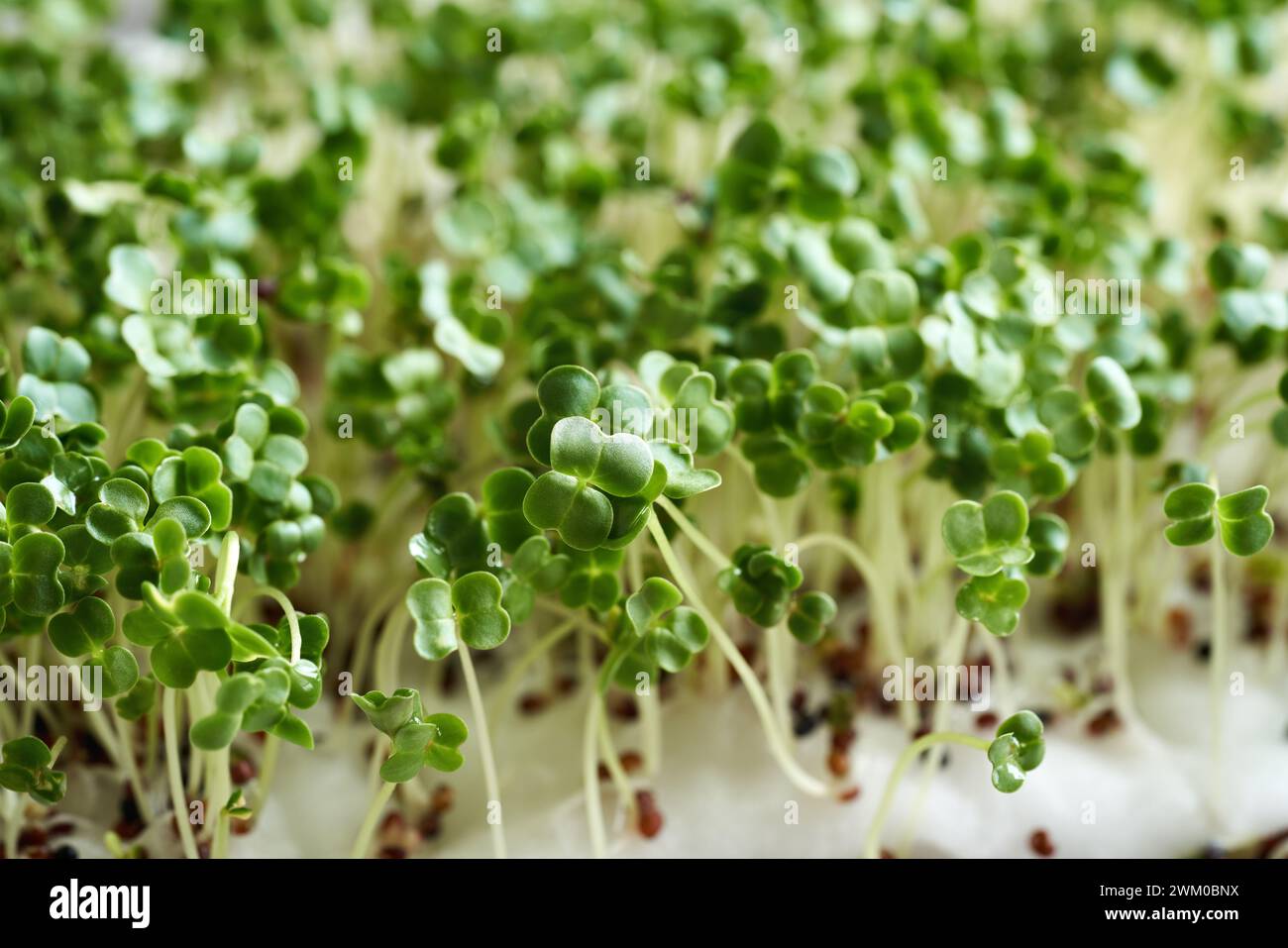 Primo piano di germogli di broccoli freschi o di microgreens Foto Stock
