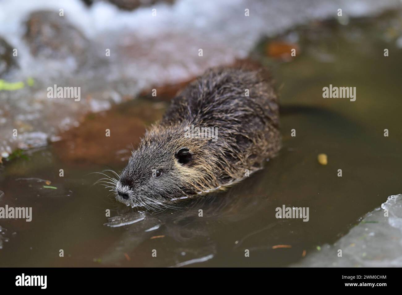 Wildpark Schwarze Berge i 20.01.2024 nutria Myocastor coypus, seltener auch Biberratte oder Sumpfbiber, Schweifbiber, Schweifratte, Wasserratte oder Coypu Rosengarten Wildpark Schwarze Berge im Süden Hamburgs Niedersachsen Deutschland ** Wildlife Park Schwarze Berge i 20 01 2024 nutria Myocastor coypus castoro coda, ratto coda, ratto d'acqua o coypu Rose Garden Wildlife Park Schwarze Berge nel sud di Amburgo bassa Sassonia Germania Copyright: xLobeca/FelixxSchlikisx Foto Stock