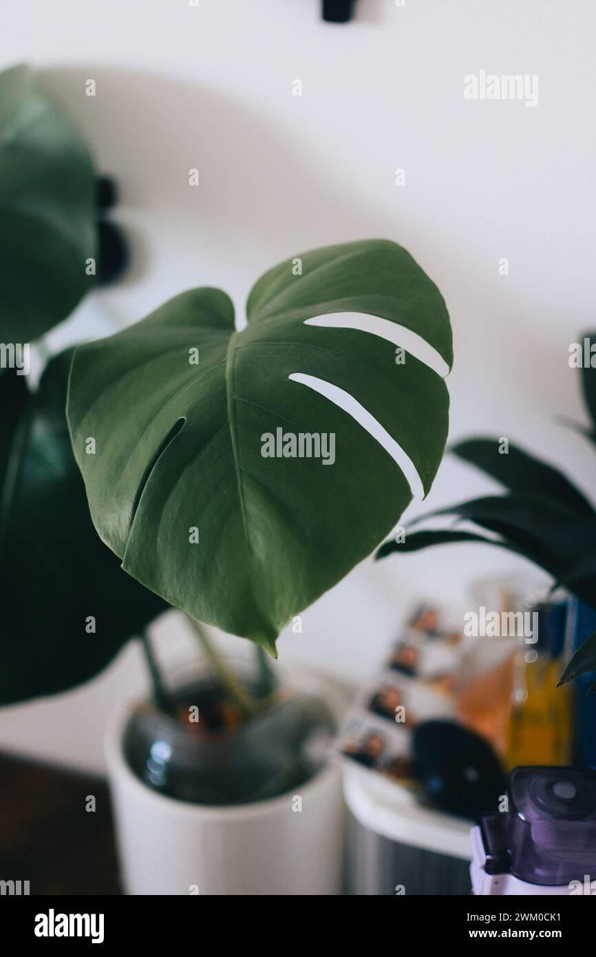 Una pianta a stelo singolo esposta su un tavolo Foto Stock