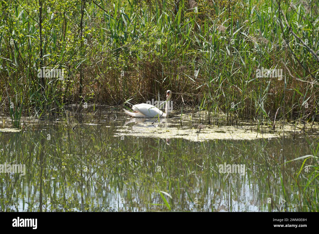 Cigno bianco che nuota nel lago, primo piano della foto. Foto Stock