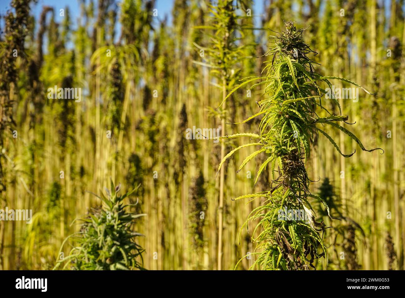 Symbolfotos: Cannabispflanzen bzw. Hanfpflanzen auf einem Feld. / Das lateinische Wort für Hanf ist eigentlich Cannabis. In Deutschland und vielen anderen Ländern wird der Begriff Cannabis jedoch häufig als umfassende Bezeichnung für Hanfpflanzen sowie für Produkte der Pflanze, Die THC enthalten, verwendet. Die getrockneten Blüten der weiblichen Hanfpflanze werden als Marihuana oder Gras bezeichnet. Germania 2024-02-23 Symbolfotos Hanf bzw Cannabis foto Hercher 23 *** foto simbolo piante di cannabis o piante di canapa in un campo la parola latina per canapa è in realtà cannabis in Germania e molti altri c Foto Stock