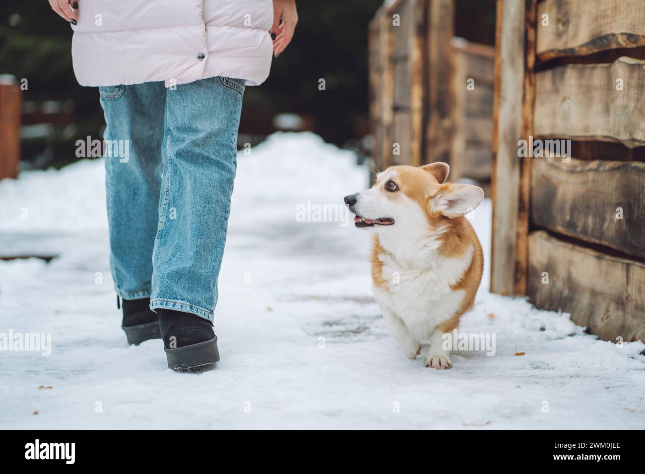 Cane Corgi che cammina con il proprietario sulla neve Foto Stock