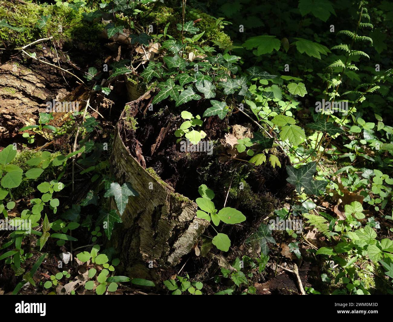 03.05.2023 Naturbelassener Teil im Dortmunder Rombergpark. Baumstümpfe bleiben im Boden, so dass Moose, Flechten, Efeu, farne und weitere Pflanzen die Nährstoffe aus dem Stamm für ihr Wachstum verwenden können. *** 03 05 2023 sezione naturale a Dortmunds Rombergpark ceppi di alberi rimangono nel terreno in modo che muschi, licheni, edera, felci e altre piante possano utilizzare i nutrienti del tronco per la loro crescita Foto Stock