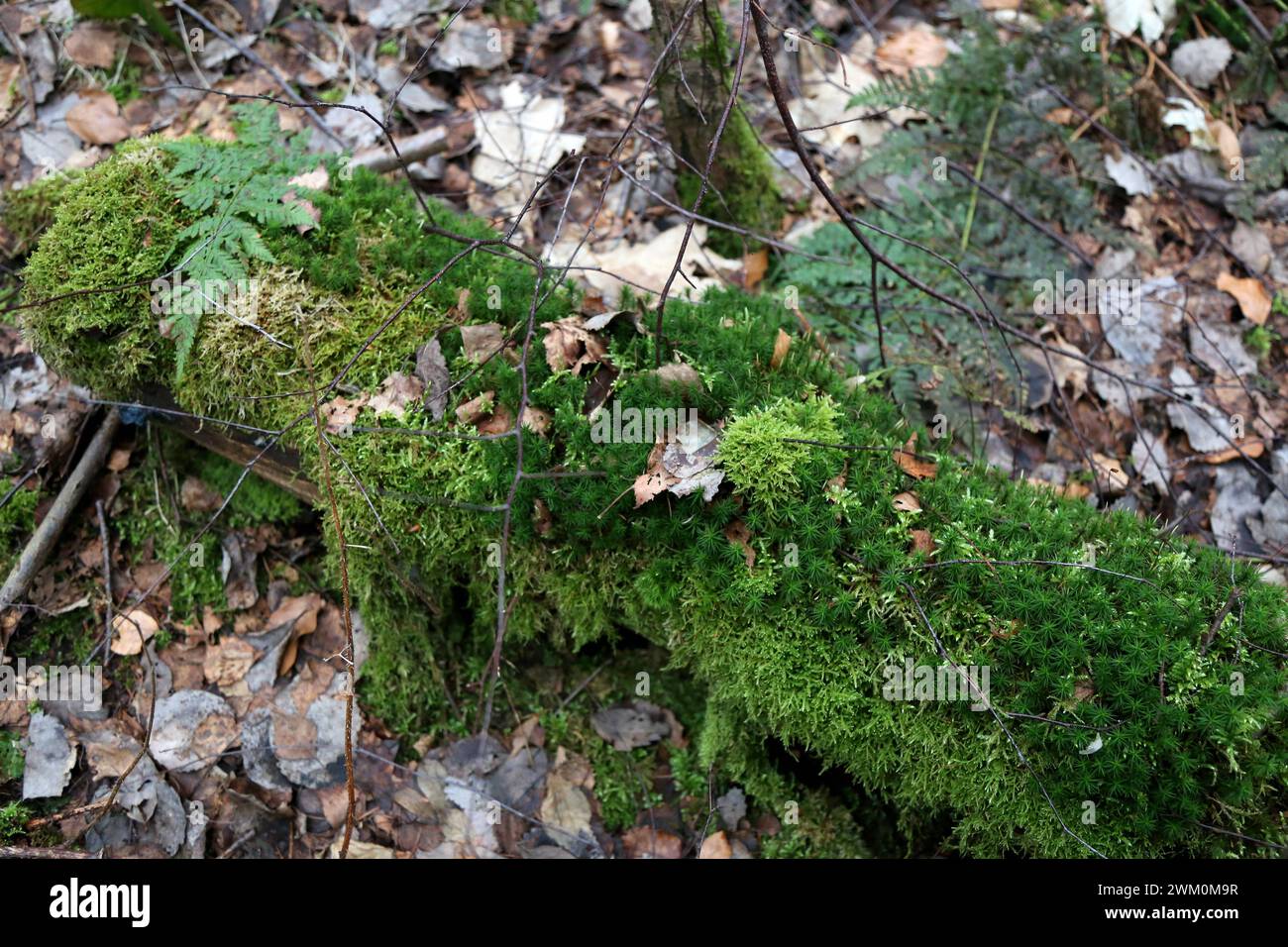 03.05.2023 Immer häufiger werden umgefallene Bäume und herumliegende Äste als Totholz im Wald belassen, so dass Moose, Flechten, Efeu, farne und weitere Pflanzen die Nährstoffe aus dem Stamm für ihr Wachstum verwenden können. *** 03 05 2023 alberi caduti e rami che si trovano intorno sono sempre più lasciati nella foresta come deadwood in modo che muschi, licheni, edera, felci e altre piante possano utilizzare i nutrienti del tronco per la loro crescita Foto Stock