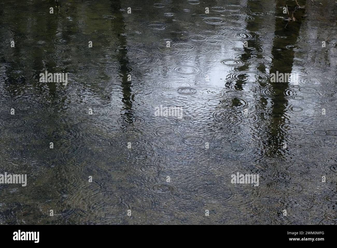 18.02.2024 Dortmund, Die anhaltenden Regenfälle der letzten monate haben den Wasserhaushalt in diesem Wald, Die Bolmke, wieder verbessert. In den zahlreichen Tümpeln steht wieder Wasser. Die Böden sind gesättigt. *** 18 02 2024 Dortmund, le piogge persistenti degli ultimi mesi hanno migliorato l'equilibrio idrico in questa foresta, il Bolmke, ancora una volta c'è acqua nei numerosi stagni il suolo è saturo Foto Stock