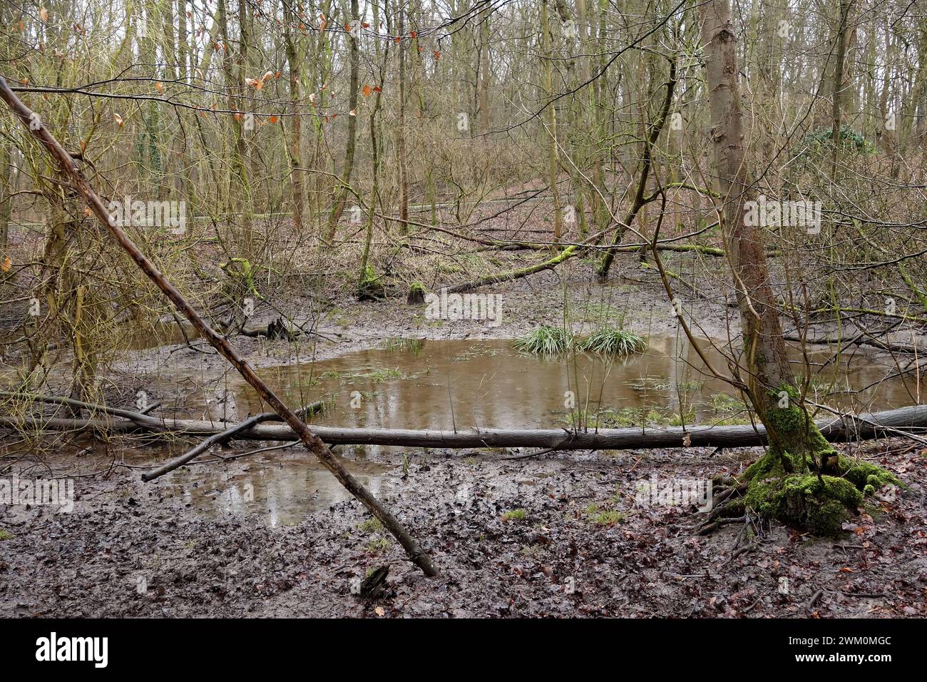 18.02.2024 Dortmund, Die anhaltenden Regenfälle der letzten monate haben den Wasserhaushalt in diesem Wald, Die Bolmke, wieder verbessert. In den zahlreichen Tümpeln steht wieder Wasser. Die Böden sind gesättigt. *** 18 02 2024 Dortmund, le piogge persistenti degli ultimi mesi hanno migliorato l'equilibrio idrico in questa foresta, il Bolmke, ancora una volta c'è acqua nei numerosi stagni il suolo è saturo Foto Stock