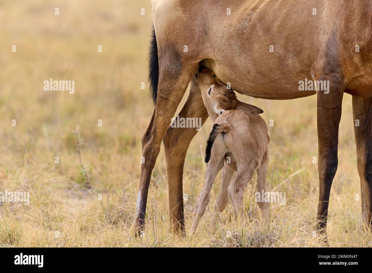 Alcelafo rosso (Alcelaphus caama), latte materno neonato, Parco nazionale di Etosha, Namibia, Africa Foto Stock