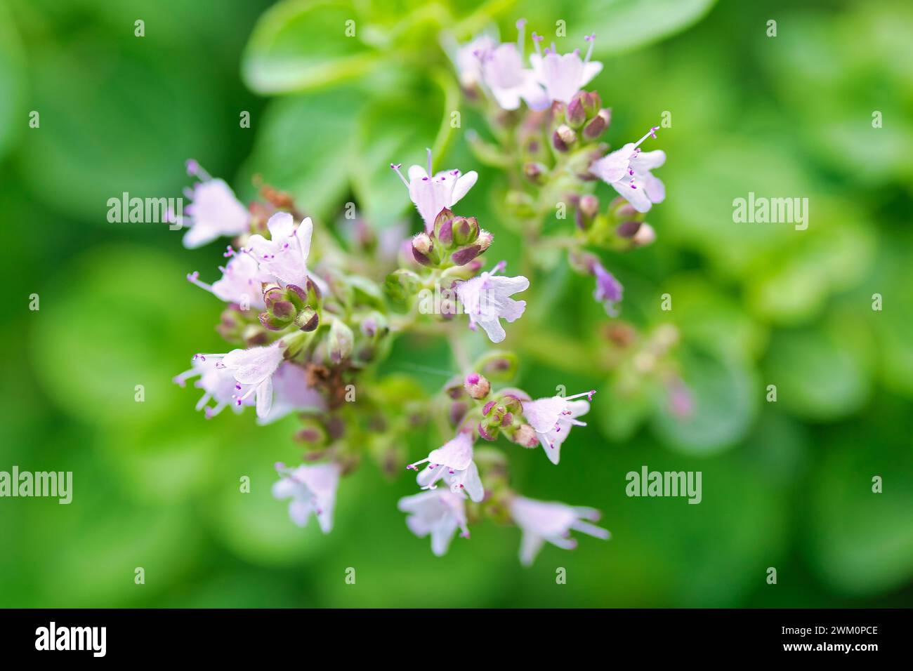 Piccoli fiori rosa che fioriscono nel terreno accanto alle piante verdi Foto Stock