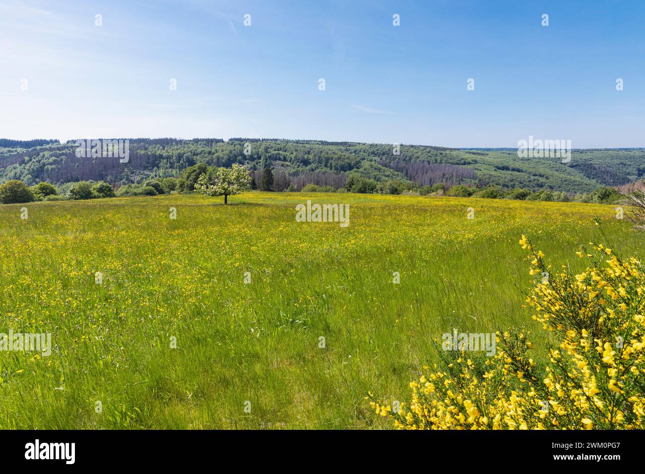 Prato verde con dente di leone sotto il cielo blu al Parco Nazionale di Eifel Foto Stock