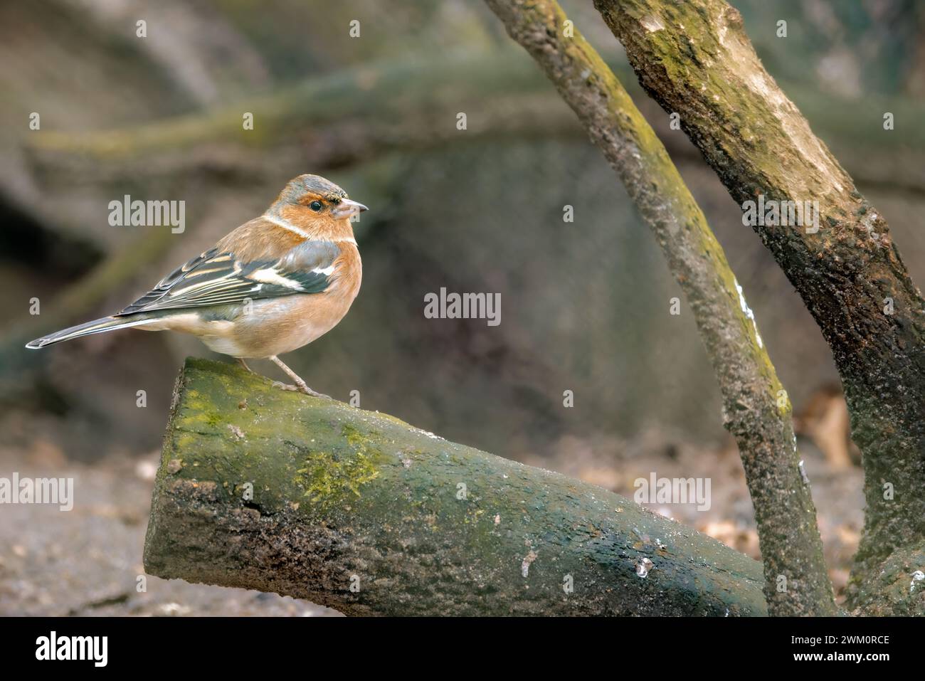 Un uccello Finch siede in cima a un ramo di albero Foto Stock