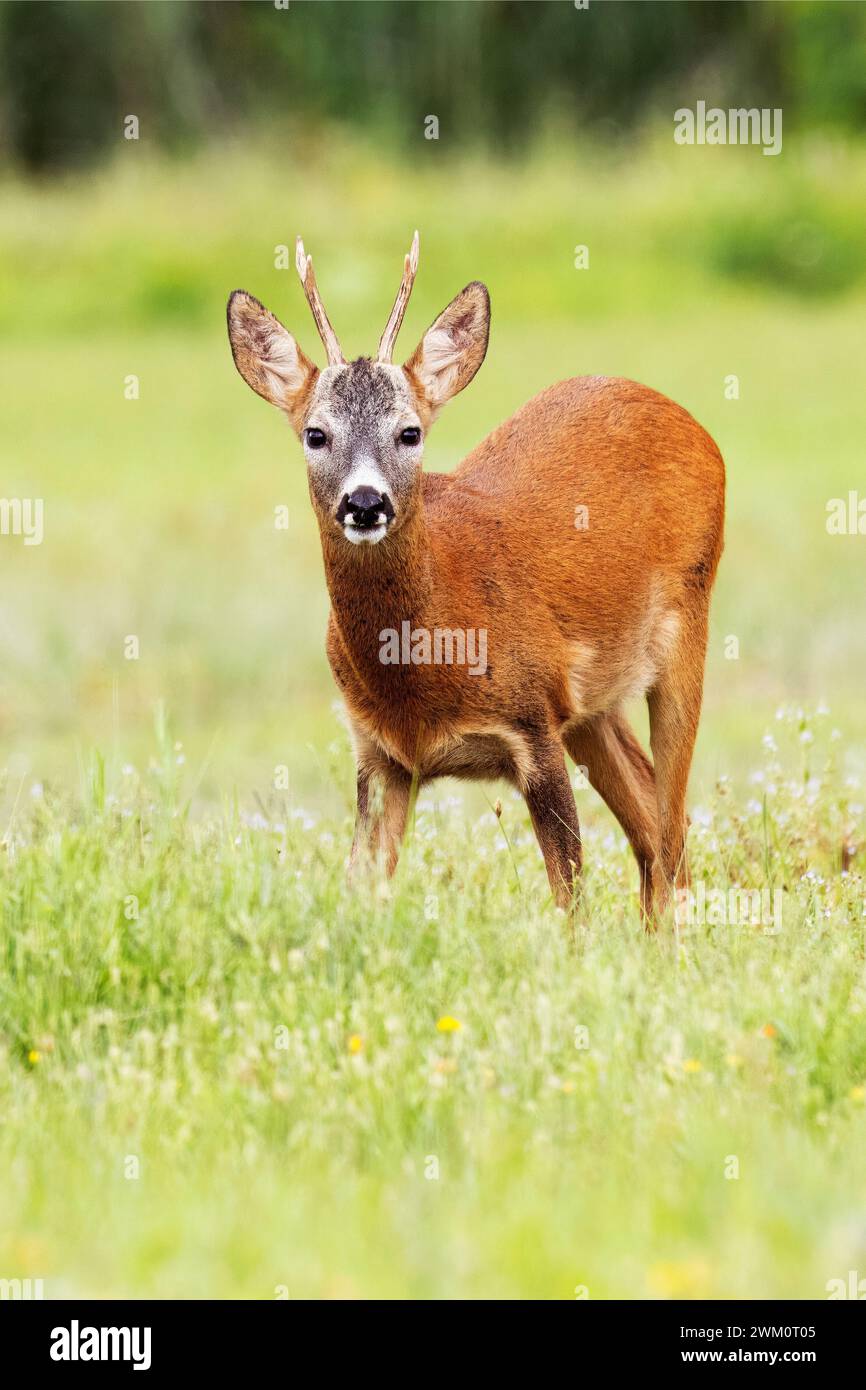 Roe Deer, Capreolus Capreocus, male, Italia nord-orientale Foto Stock