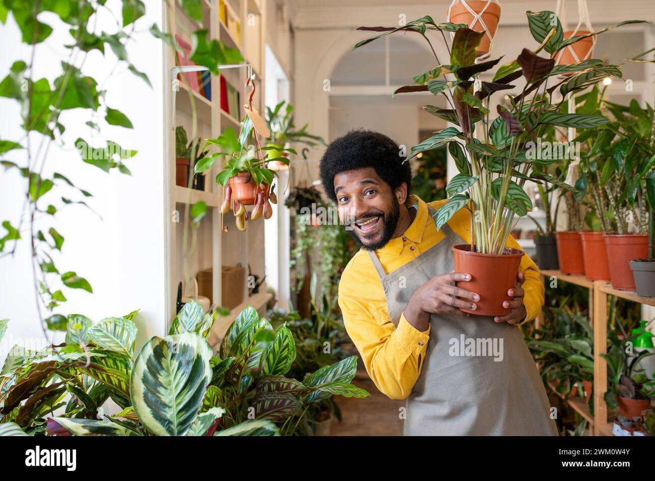 Felice botanico che tiene una pianta in vaso al negozio Foto Stock