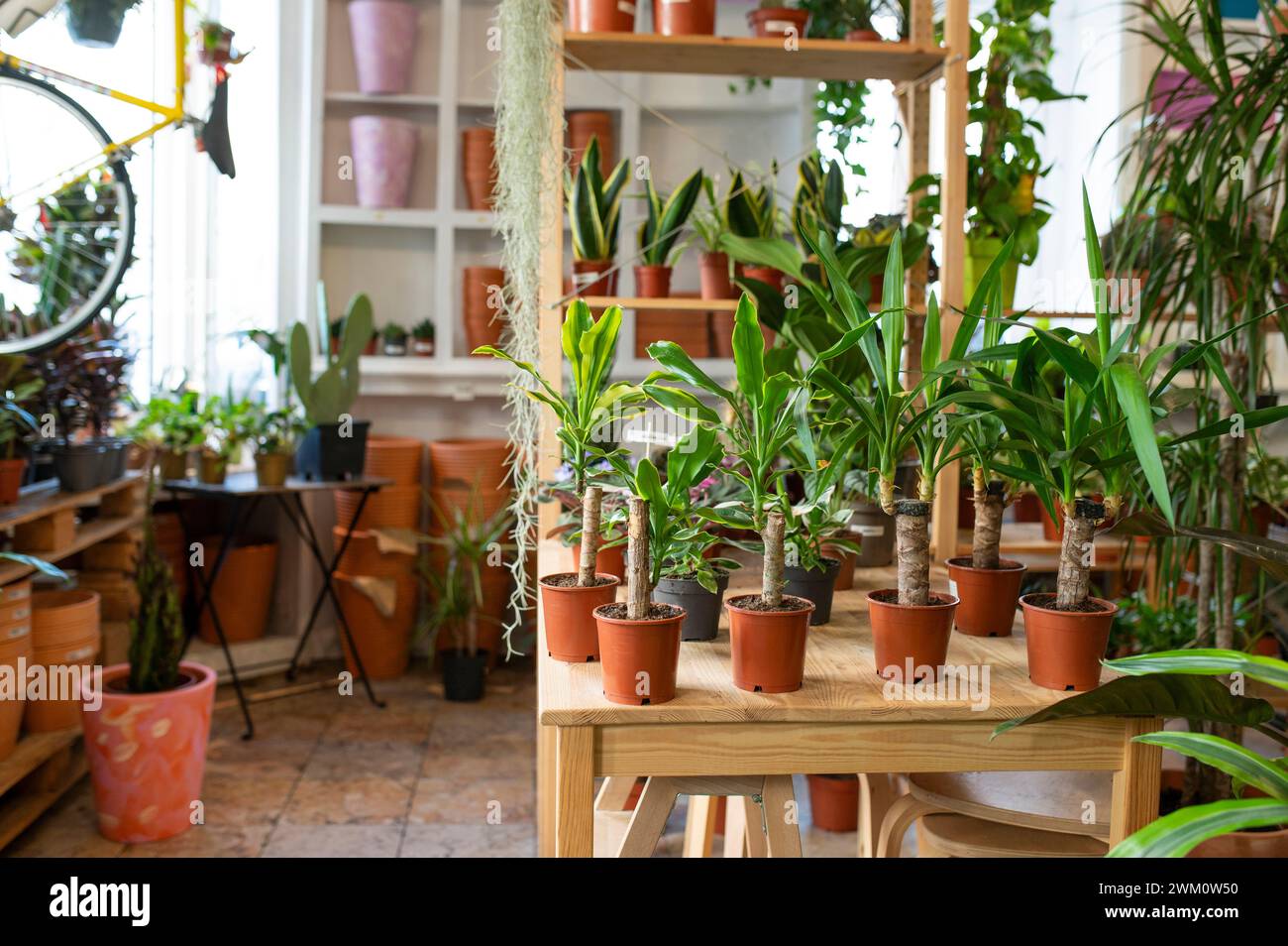 Varie piante in vaso disposte sul tavolo al vivaio Foto Stock