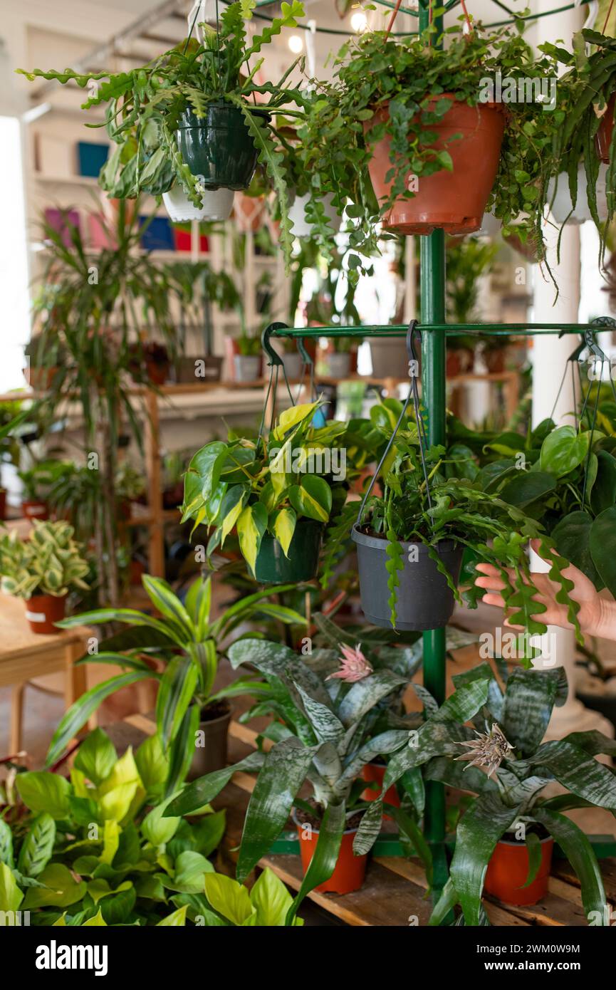 Varietà di piante in vaso appese al vivaio Foto Stock
