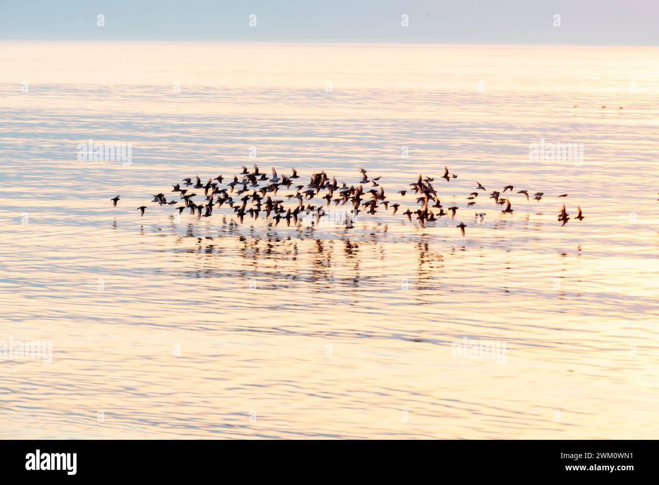 Una scena quasi meditativa di un gruppo di uccelli che volano molto velocemente e in piano sul mare calmo mentre il sole si tuffa sotto l'orizzonte, un gruppo di uccelli si libra Foto Stock