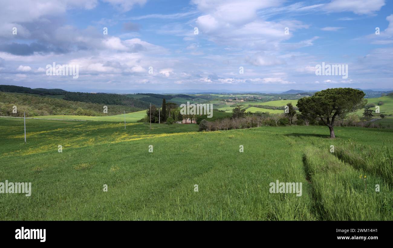 Lussureggiante paesaggio collinare toscano in primavera con fiori gialli, Toscana, Italia Foto Stock