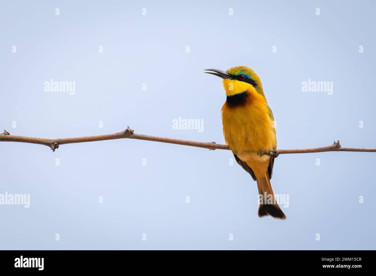 Il piccolo mangiapezzi apre il becco sul ramo stretto Foto Stock