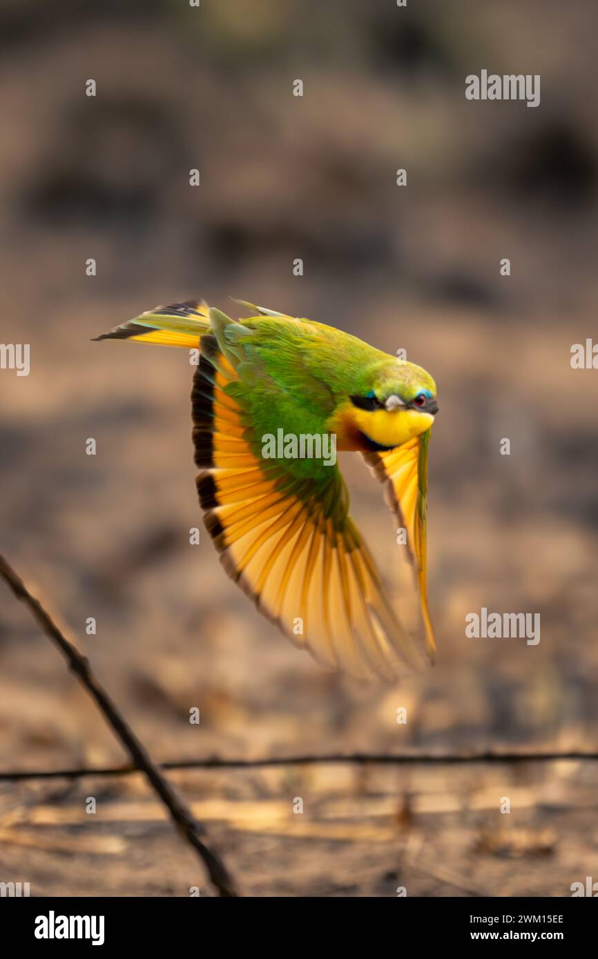 Il piccolo mangiapezzi vola verso la fotocamera vicino ai bastoncini Foto Stock