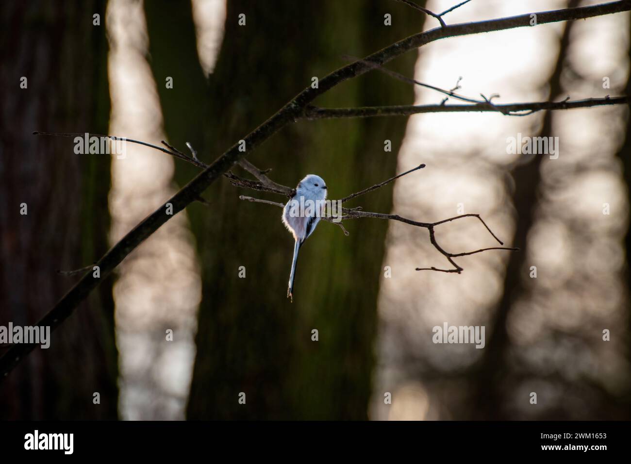 Un piccolo uccello poggia su un ramo in un ambiente boschivo Foto Stock