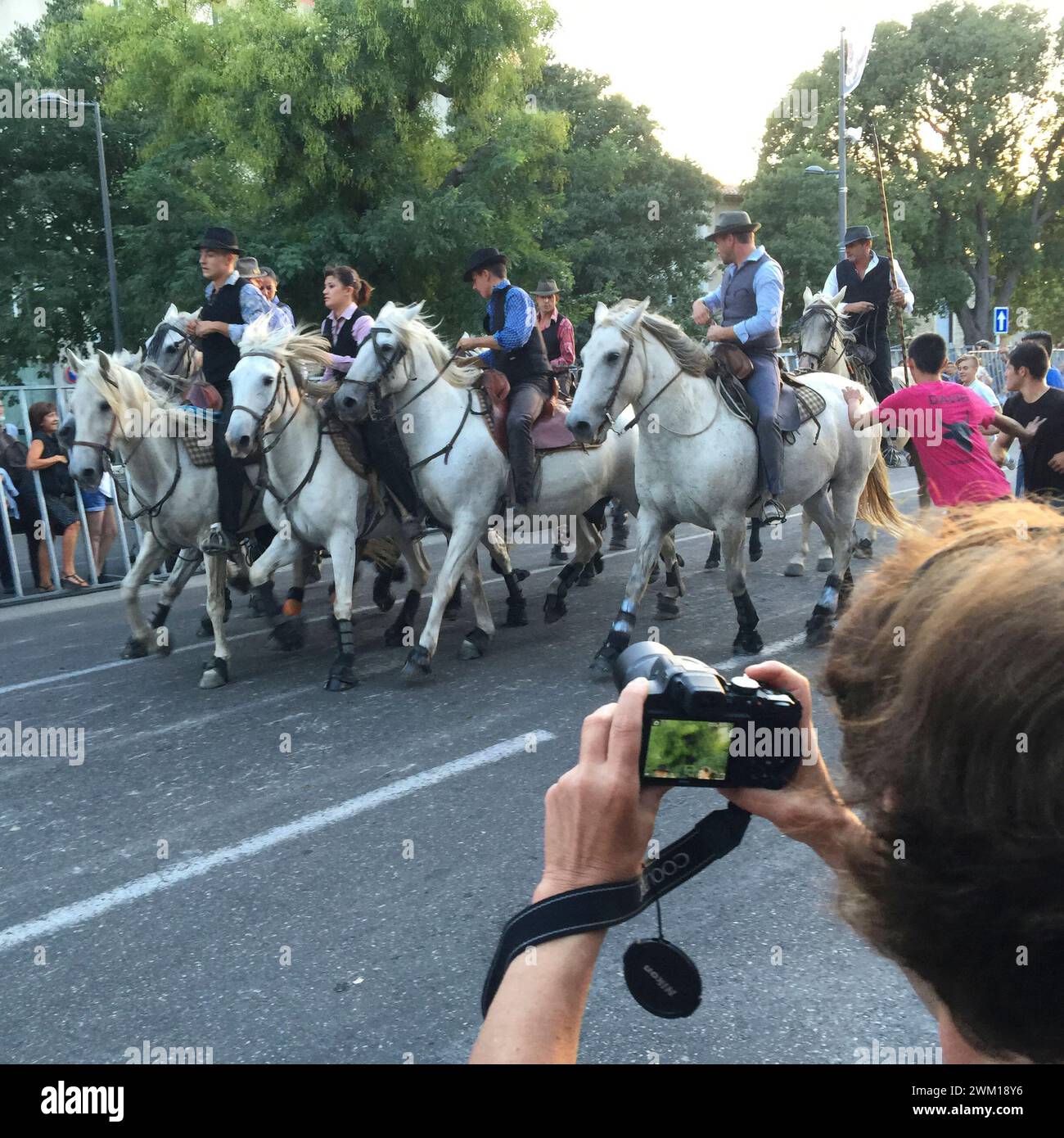 4065417 Arles, Francia, Feria du riz. Abrivado lungo una strada protetta da barriere. In passato questa parola indicava il lavoro dei cowboy (guardiani) che cavalcavano in un gruppo che circondava i tori (di solito quattro) per trasportarli da un pascolo all'altro. I ragazzi dei villaggi lungo la strada stavano cercando di strappare i tori e ancora, durante questa festa, i giovani locali trascendono le barriere e cercano di catturare i tori; (add.info.: Arles, Francia, Feria du riz. Abrivado lungo una strada protetta da barriere. In passato questa parola indicava il lavoro dei cowboy (guardiani) che cavalcavano in un gruppo che circonda Foto Stock