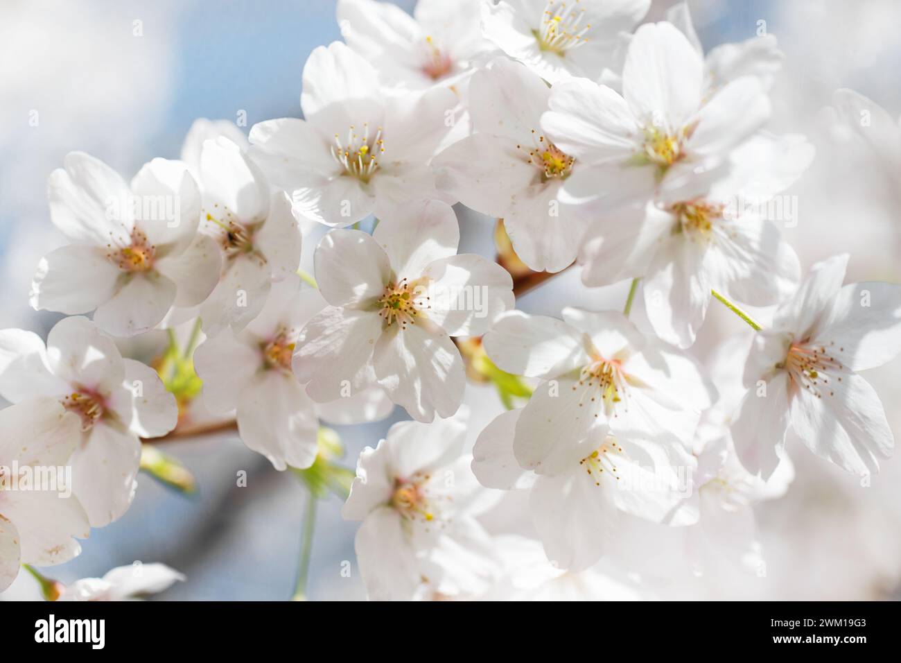 Fiore di ciliegio, primo piano di fiori, sfondo primaverile Foto Stock