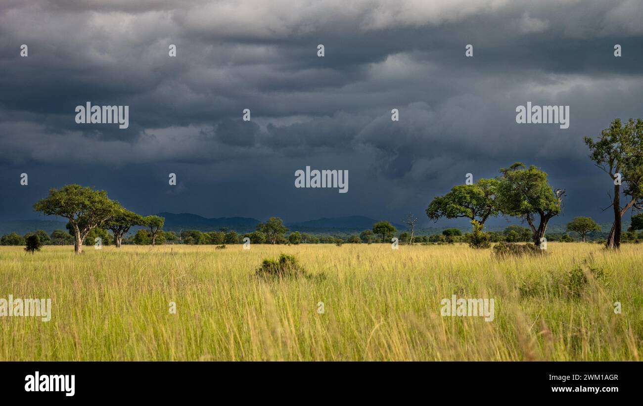 Prateria aperta di savana punteggiata da alberi e cespugli sotto un cielo tempestoso nel Parco Nazionale di Mikumi, Tanzania Foto Stock