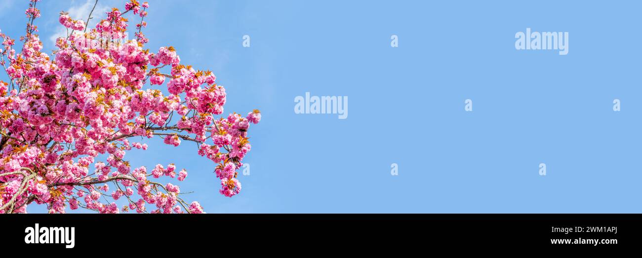Ramo di ciliegio rosa in fiore sullo sfondo blu del cielo, fiore di ciliegio in primavera, stagione degli hanami in Giappone, intestazione panoramica con spazio per copie Foto Stock