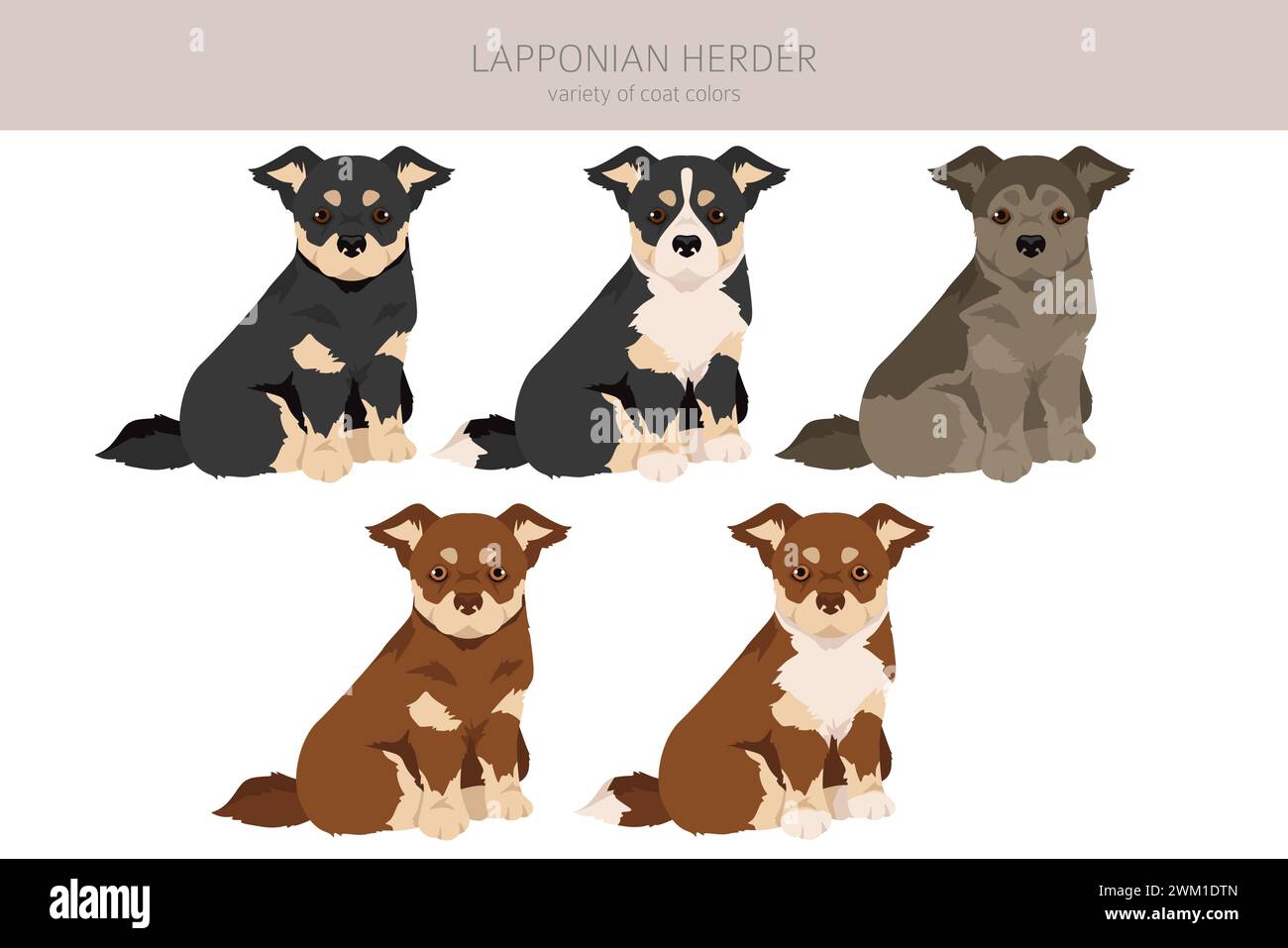 Lapponian Herder cucciolo clipart. Pose diverse, set di colori per cappotti. Illustrazione vettoriale Illustrazione Vettoriale